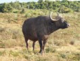 /album/photogallery/a2g-safari-jpg1/